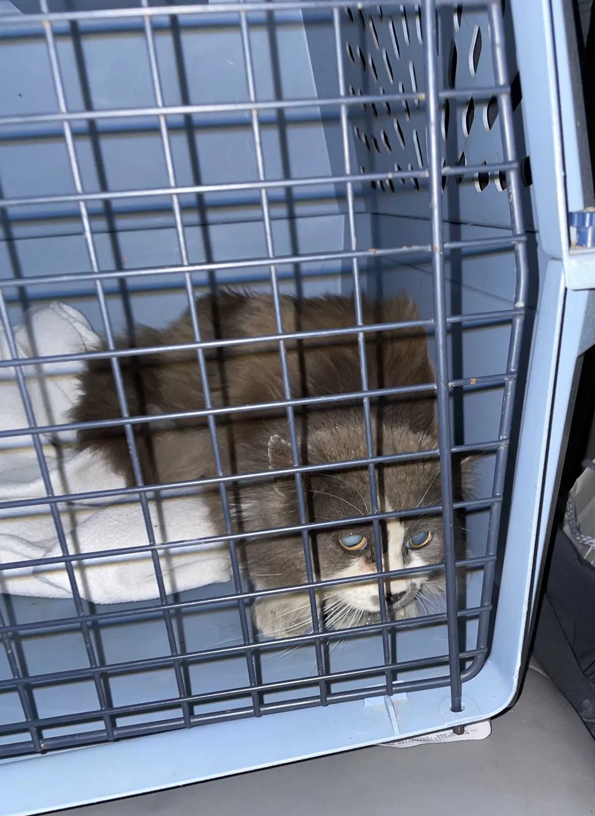 Found cat in Eugene, OR, 97402