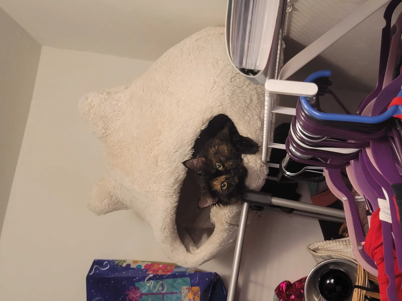 Lost cat in Lehigh Acres, FL, 33972