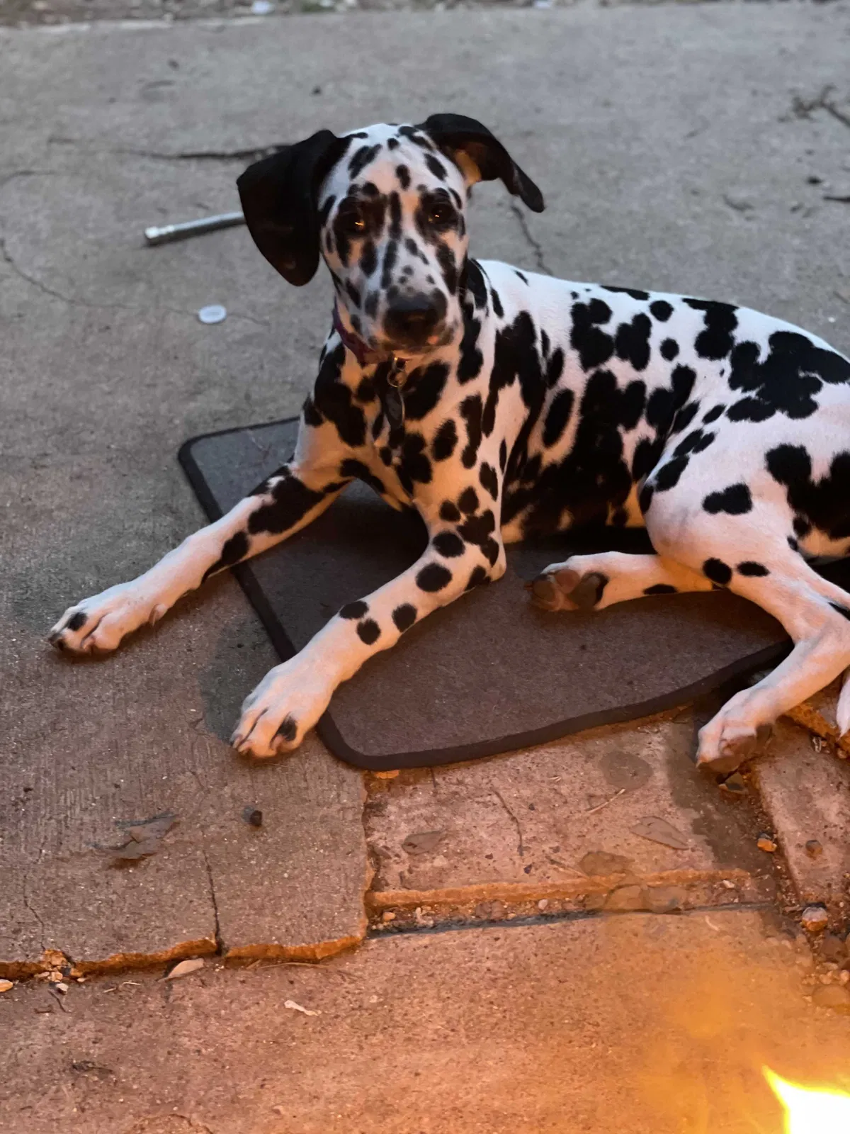 Lost dog in Belton, TX, 76513