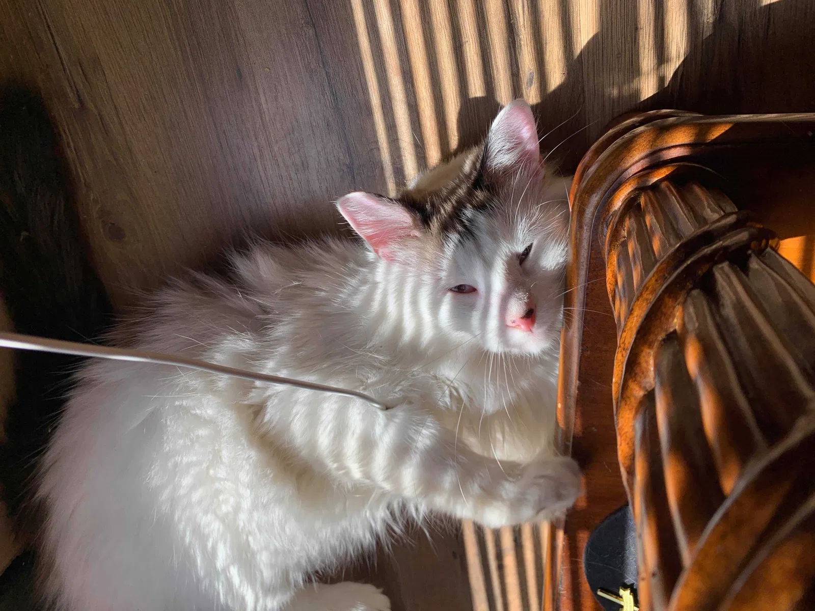 Lost cat in Madisonville, TN, 37354