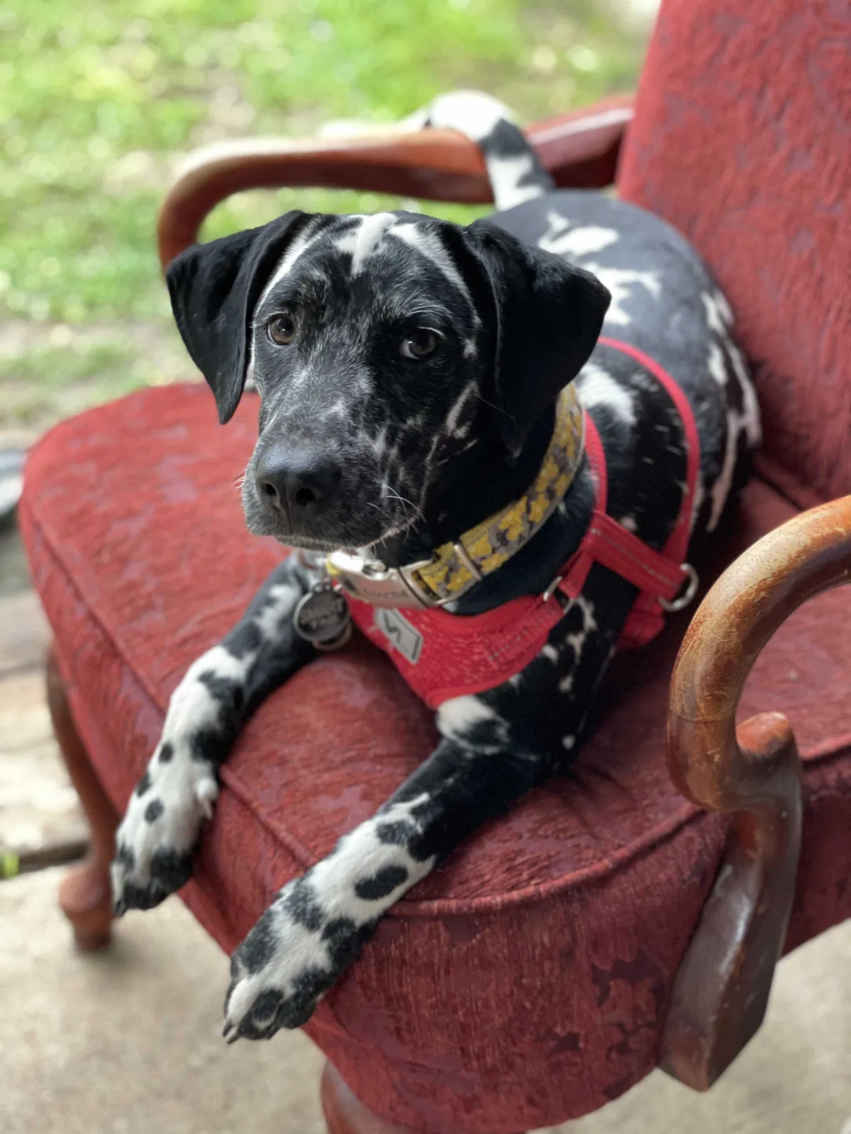 Lost dog in Belton, TX, 76513