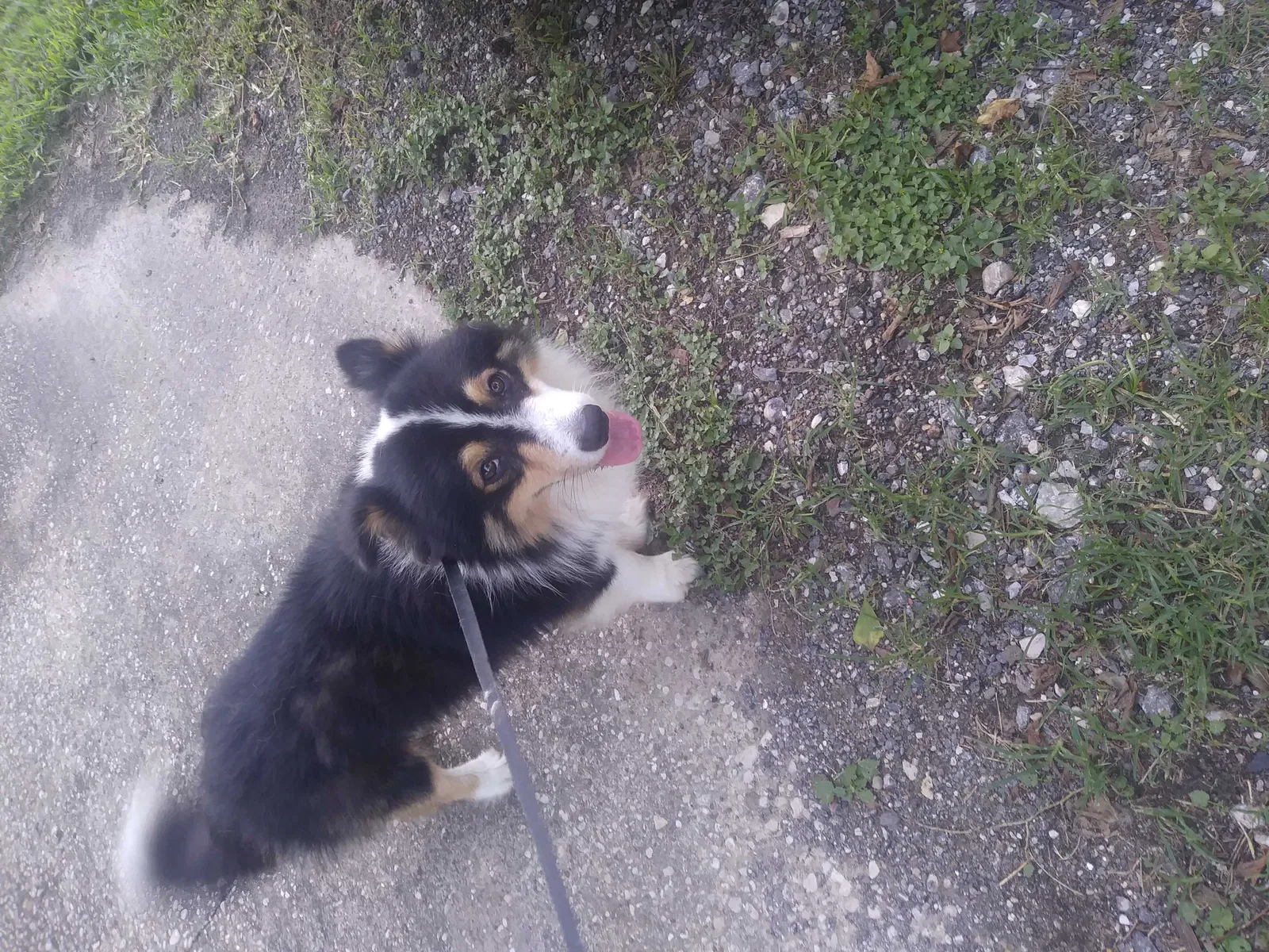 Found dog in Baytown, TX, 77521
