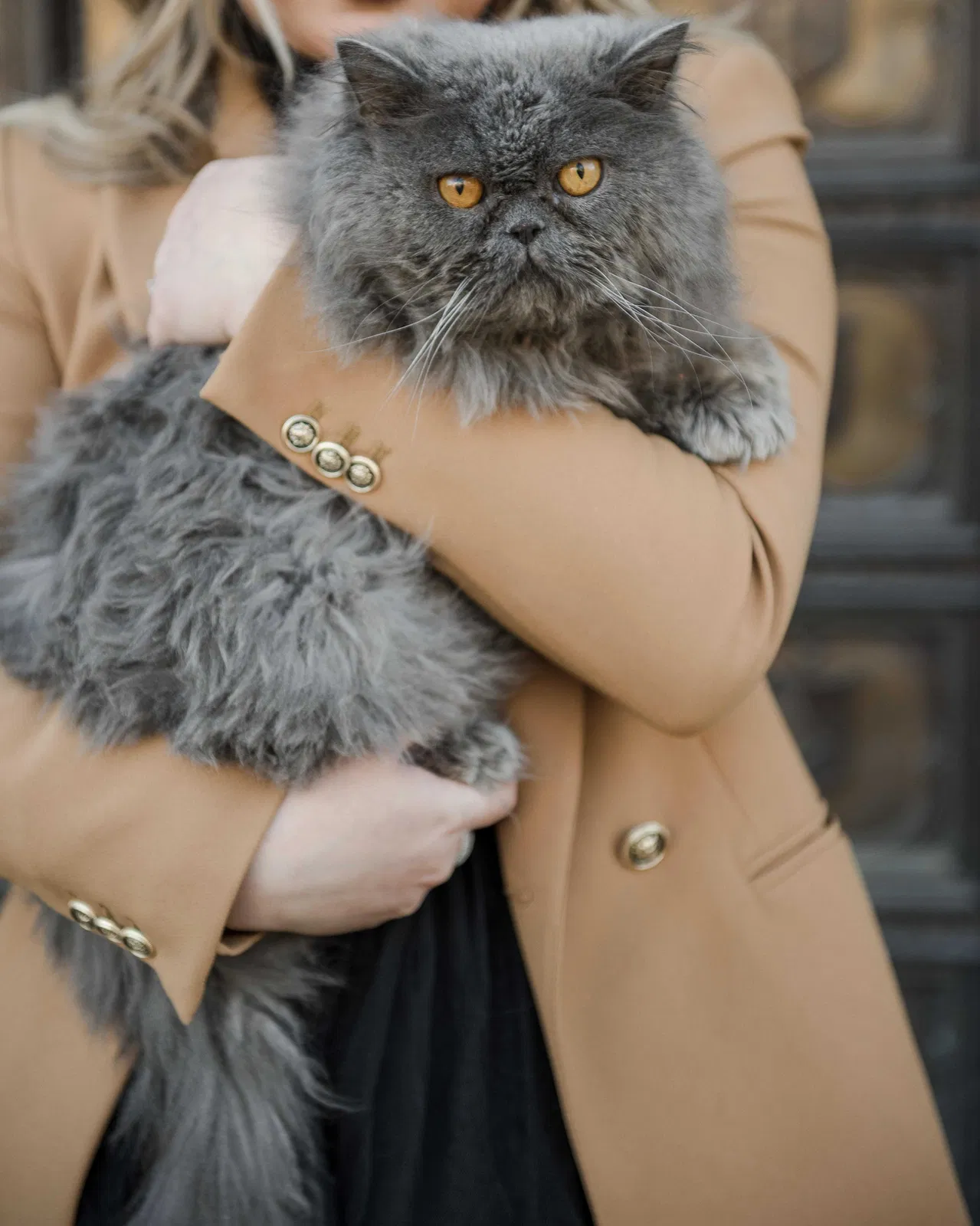 Lost cat in Spokane, WA, 99212
