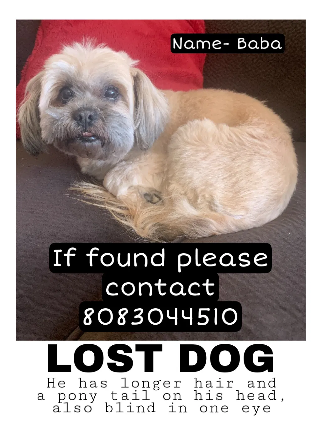 Lost dog in Las Vegas, NV, 89145