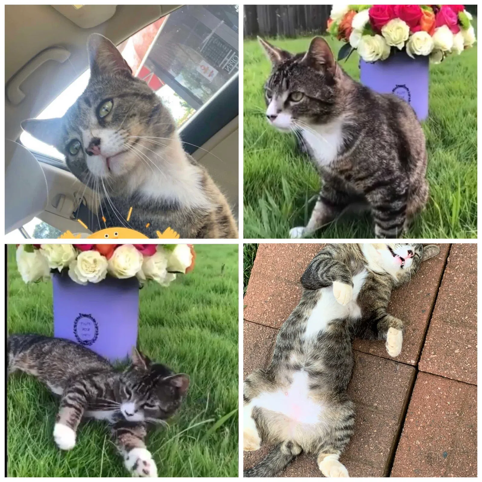 Lost cat in Burlington, NC, 27217