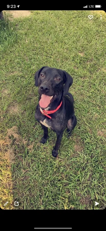 Lost dog in Ethel, LA, 70730