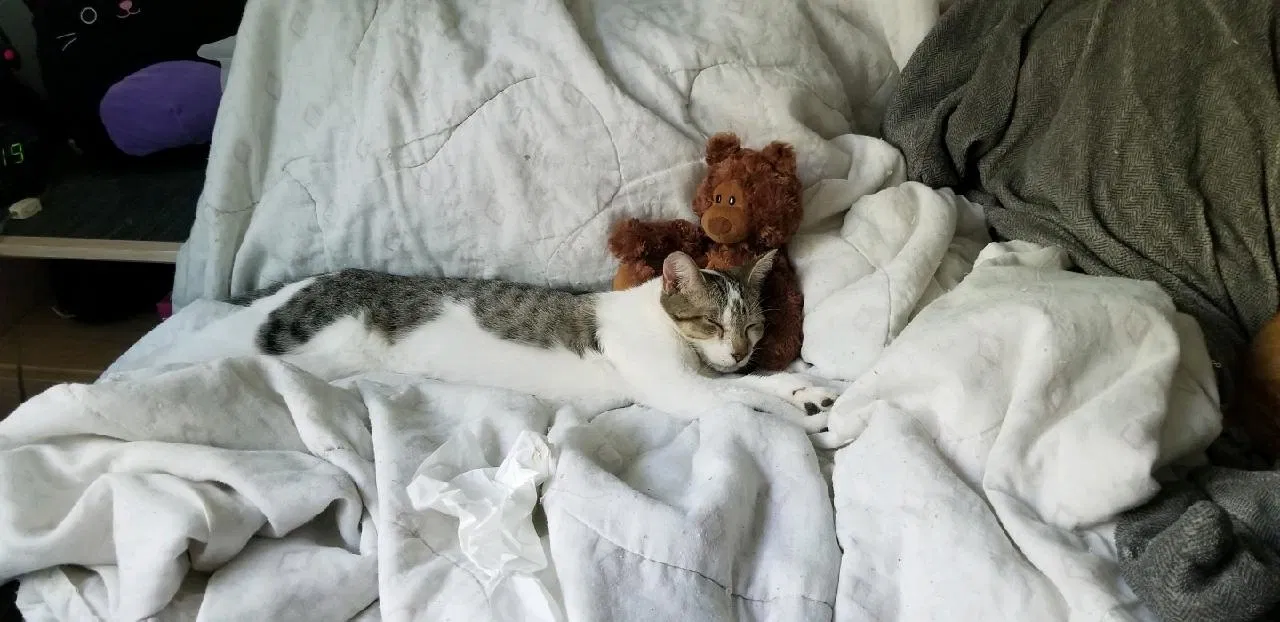 Lost cat in Saint Paul, MN, 55110