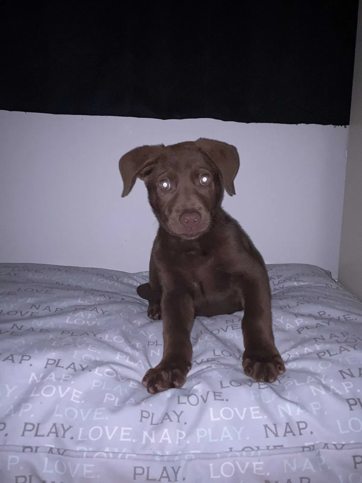 Lost dog in Gainesville, GA, 30504