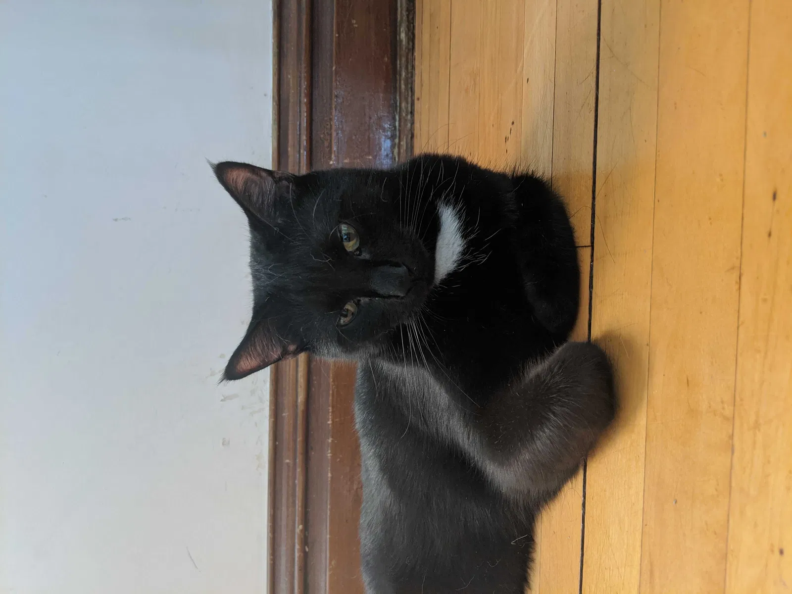 Lost cat in Saint Paul, MN, 55104