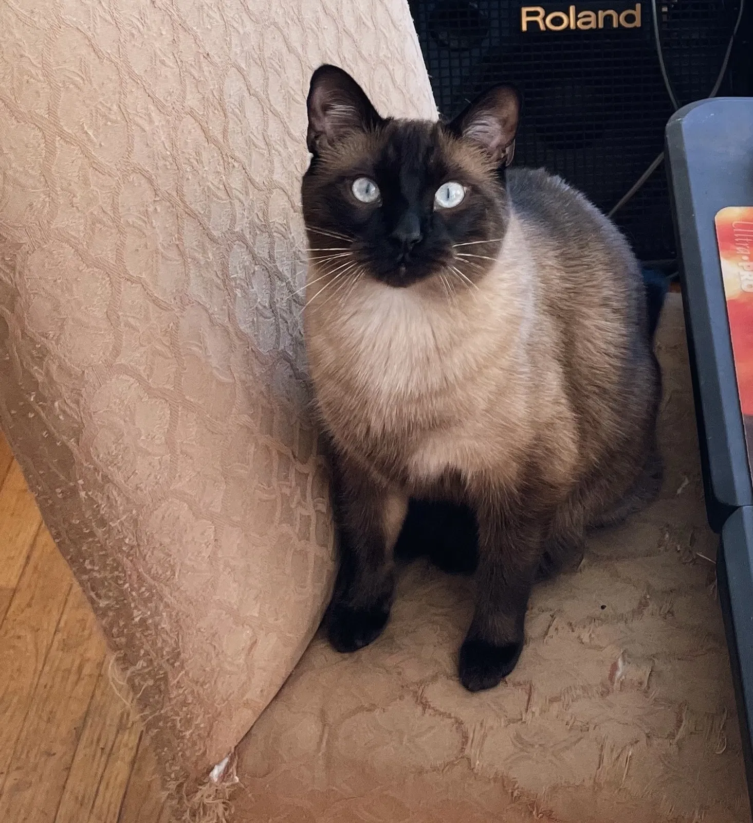 Lost cat in New Ipswich, NH, 3071