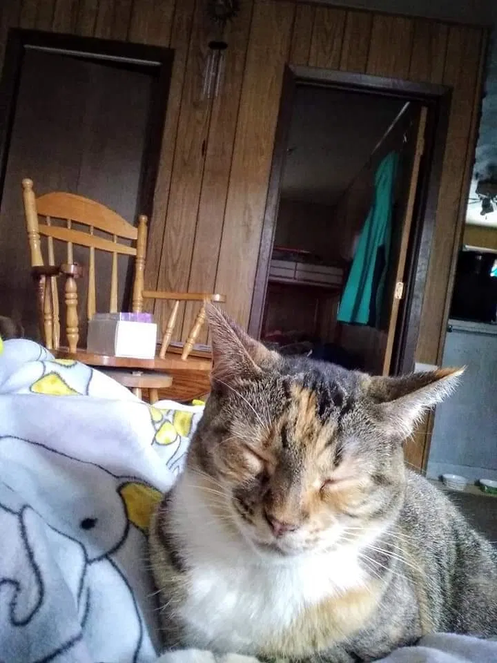 Lost cat in Paynesville, MN, 56362