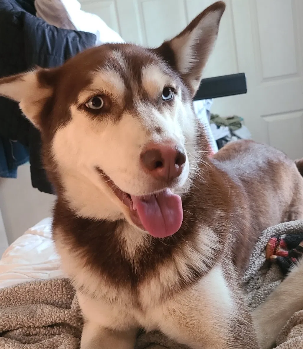 Lost dog in Auburn, WA, 98002
