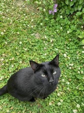 Lost cat in Chesapeake, VA, 23322
