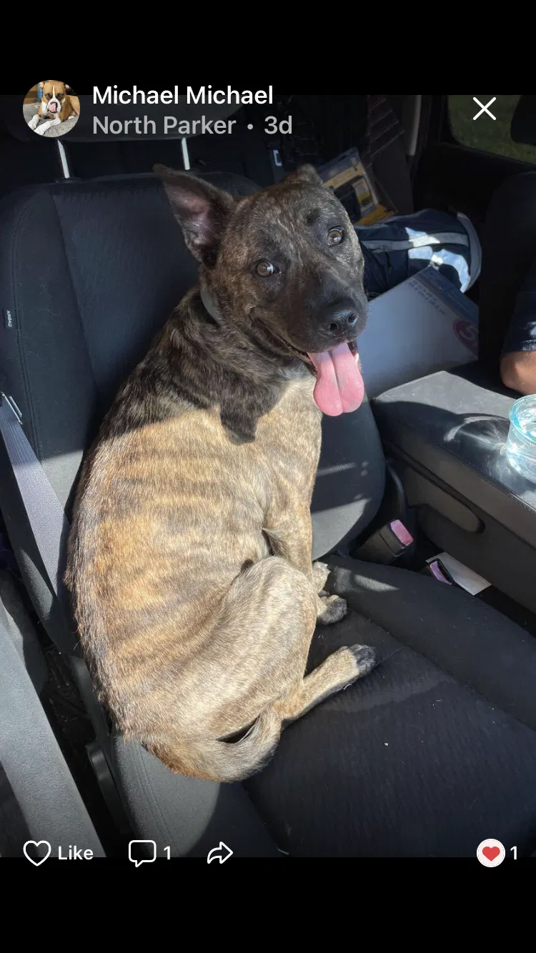 Lost dog in Plano, TX, 75023