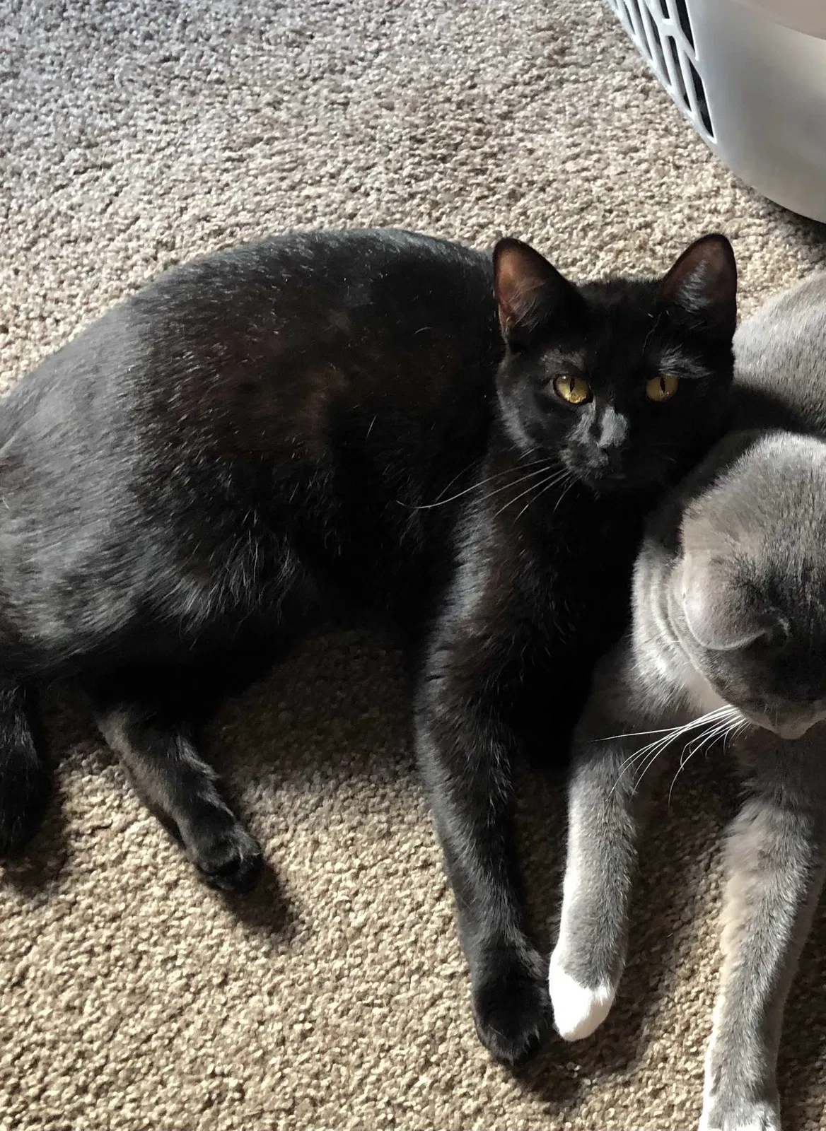 Lost cat in Liberty, MO, 64068