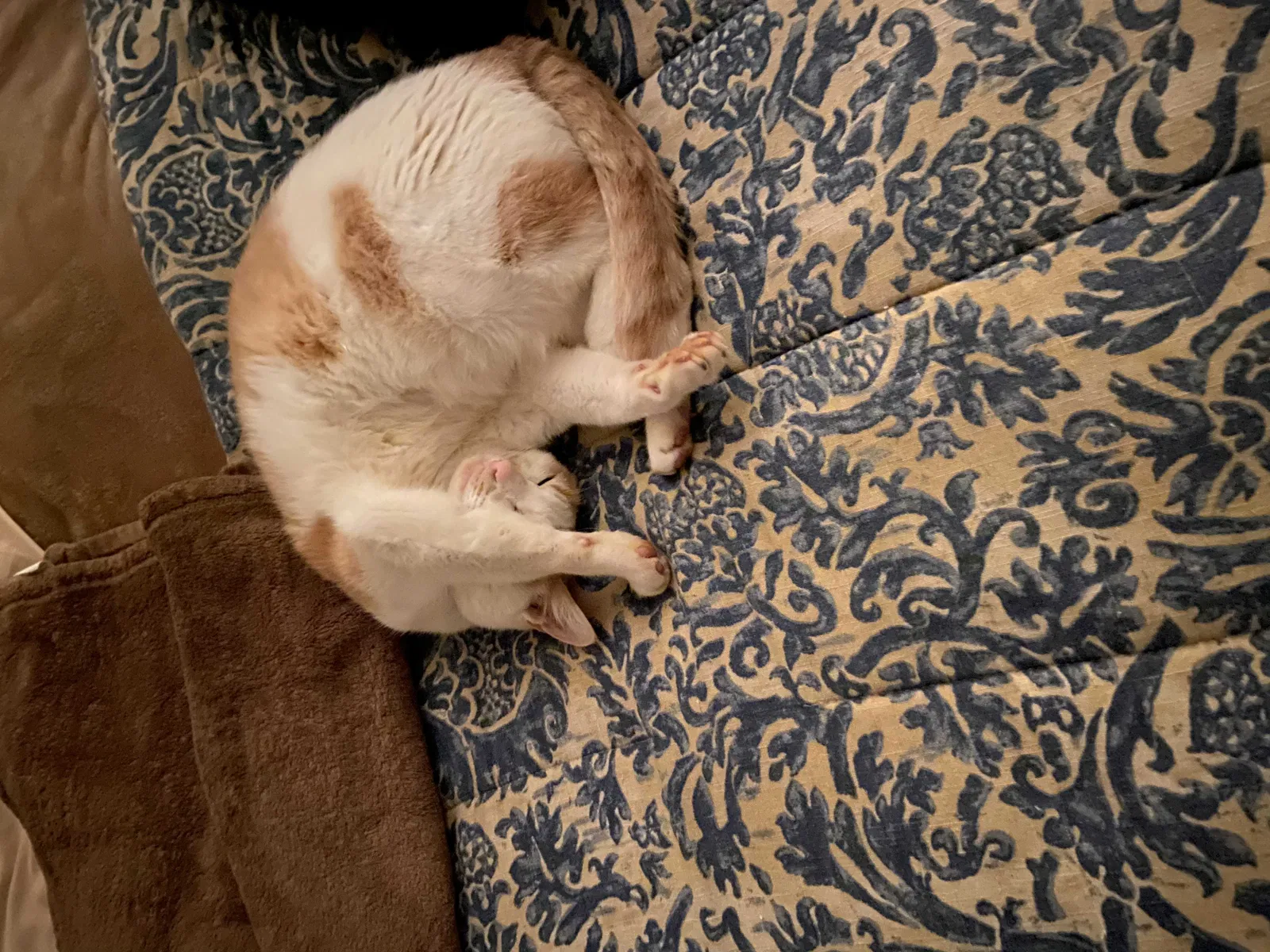 Lost cat in Lincoln, CA, 95648