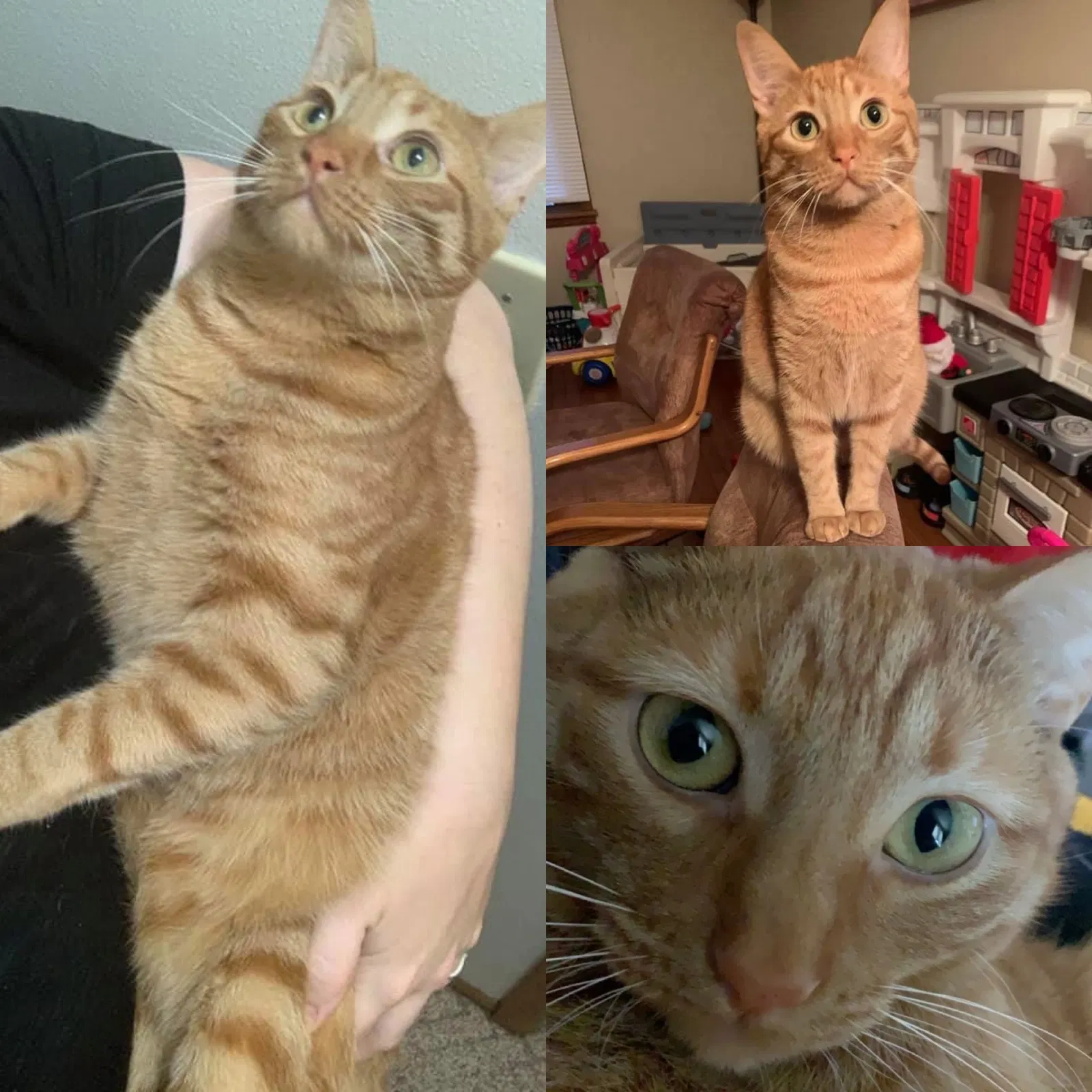 Lost cat in Milwaukee, WI, 53219