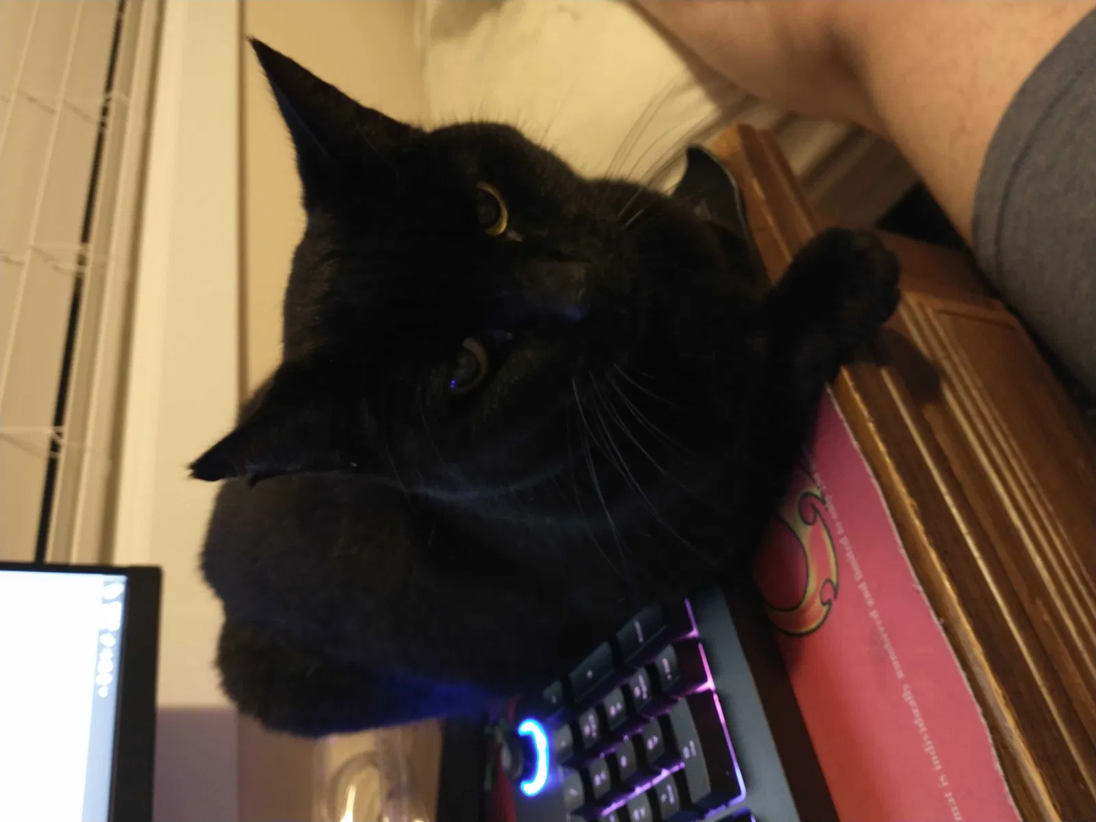 Lost cat in Bonney Lake, WA, 98391