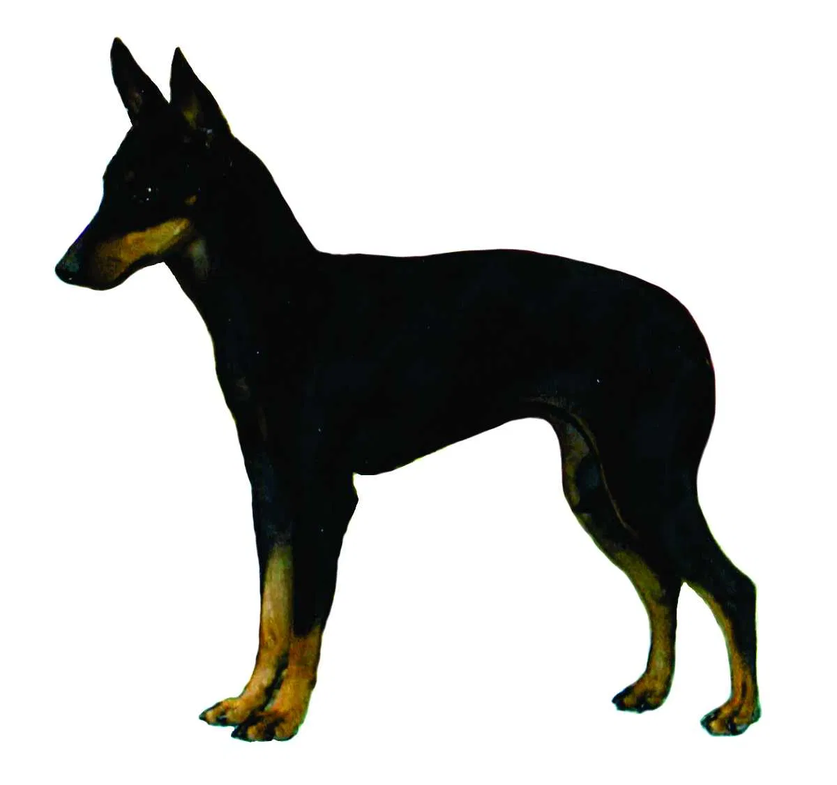 Lost dog in Unknown, FL, 334117