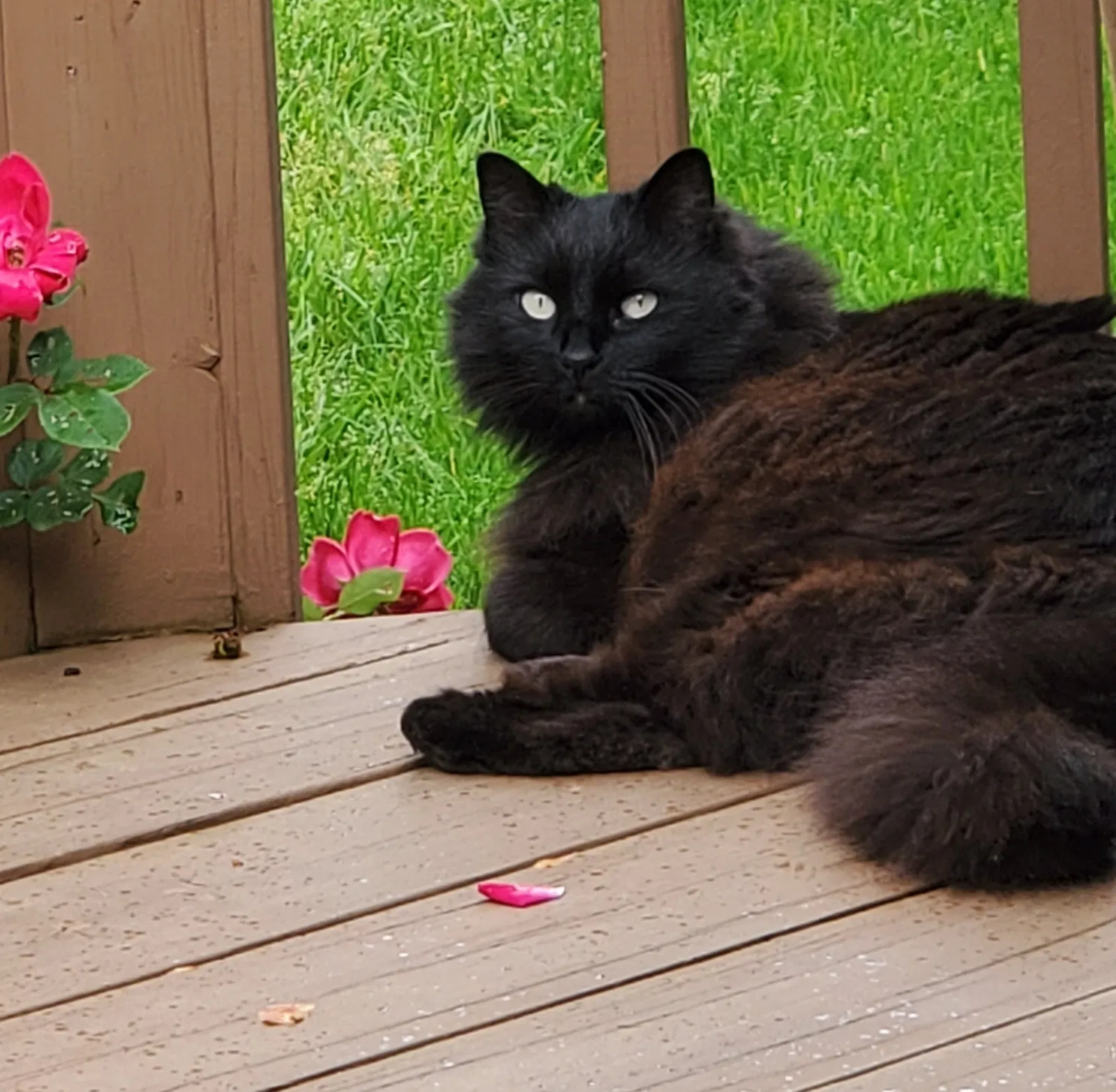 Lost cat in Springfield, MO, 65804