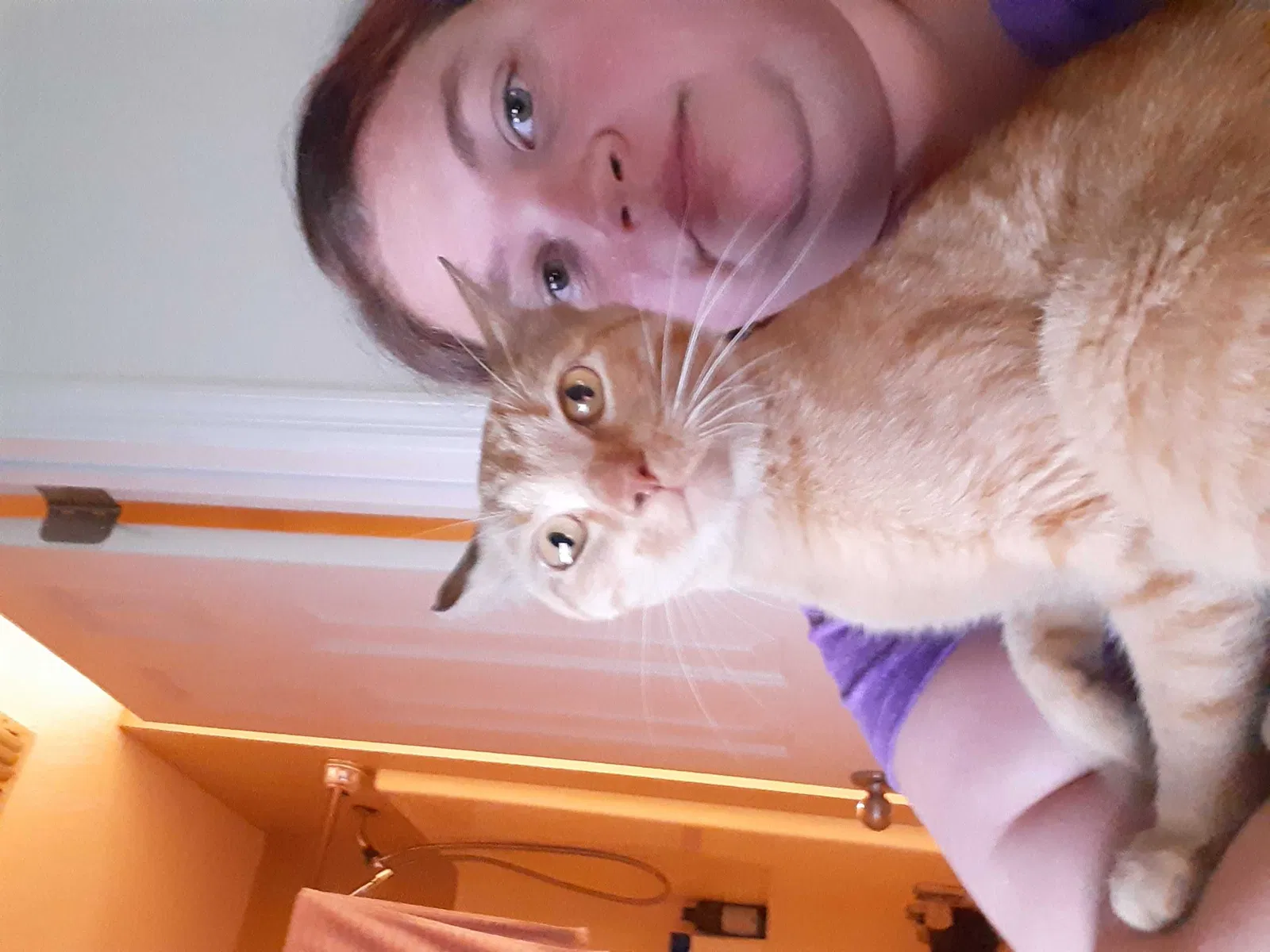 Lost cat in Antioch, TN, 37013