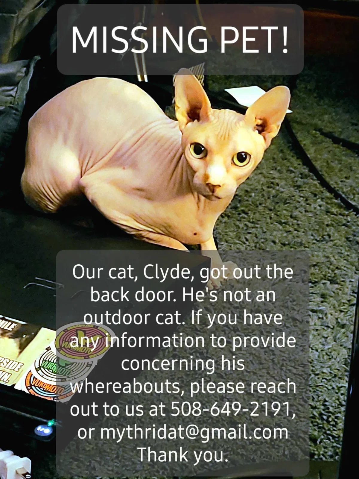 Lost cat in Worcester, MA, 1606