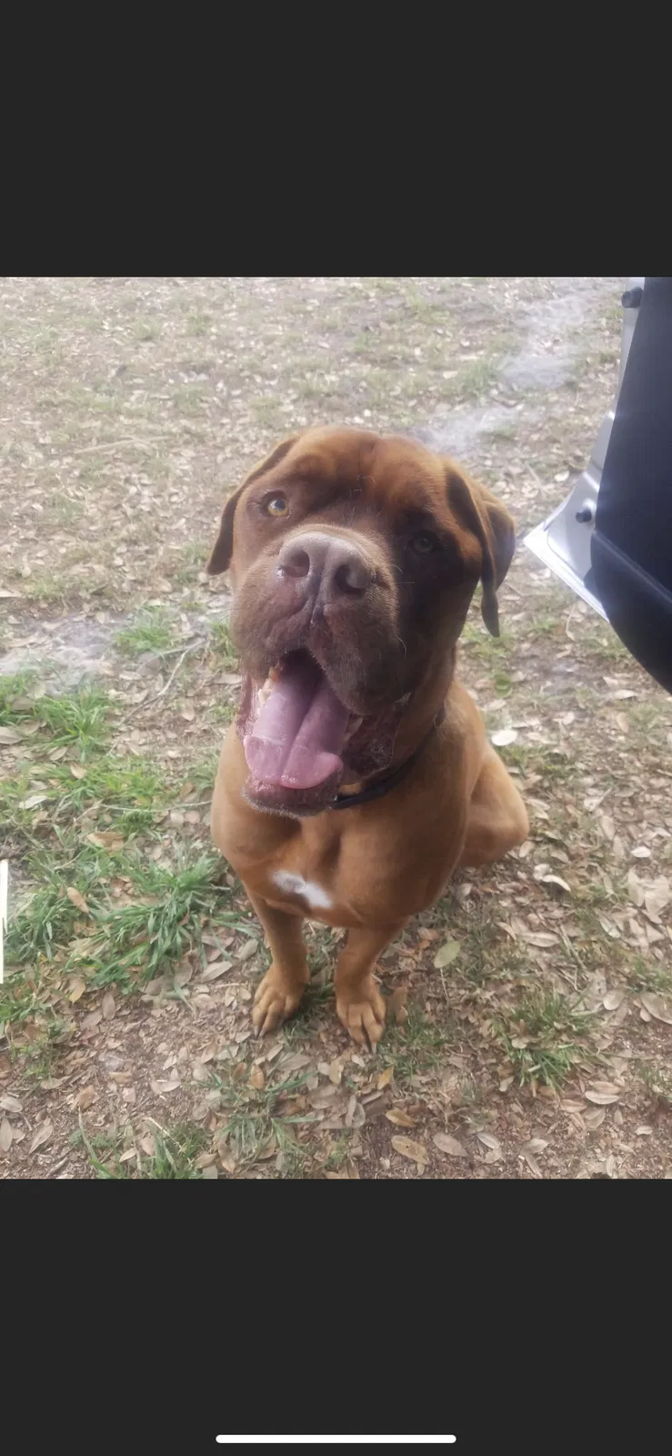 Lost dog in Morriston, FL, 32668