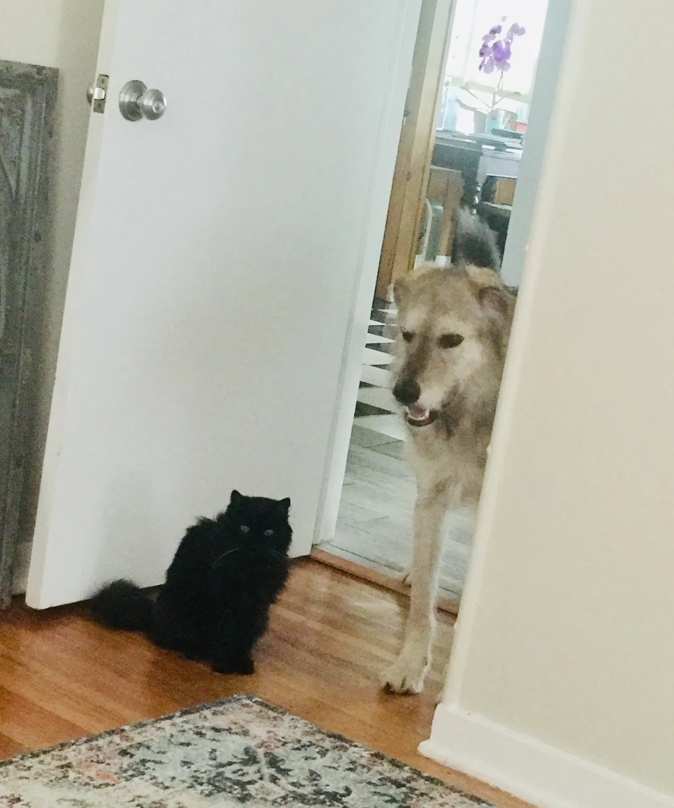 Lost cat in Saint Paul, MN, 55117