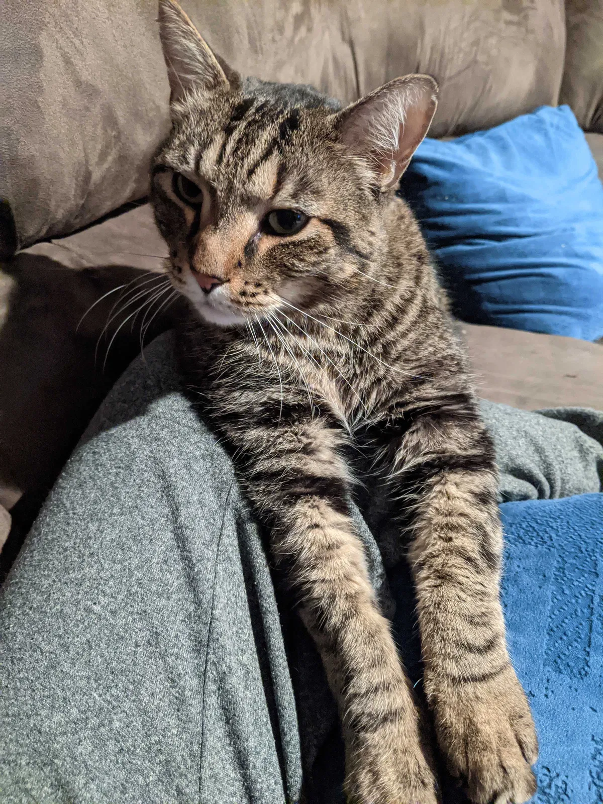 Lost cat in Deer Park, WA, 99006