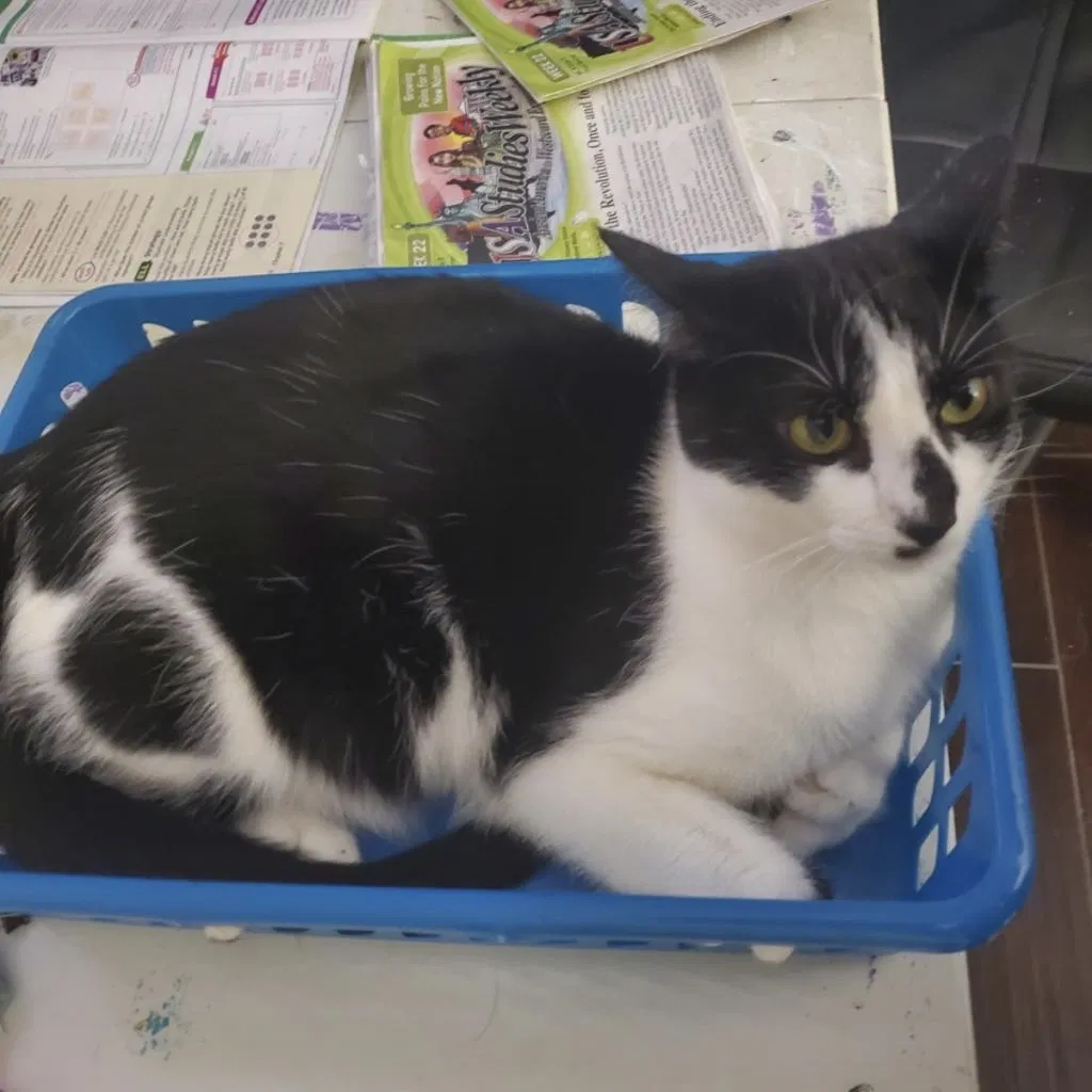 Lost cat in Pompano Beach, FL, 33068