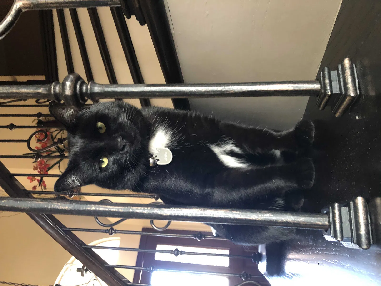 Lost cat in Corona, CA, 92879
