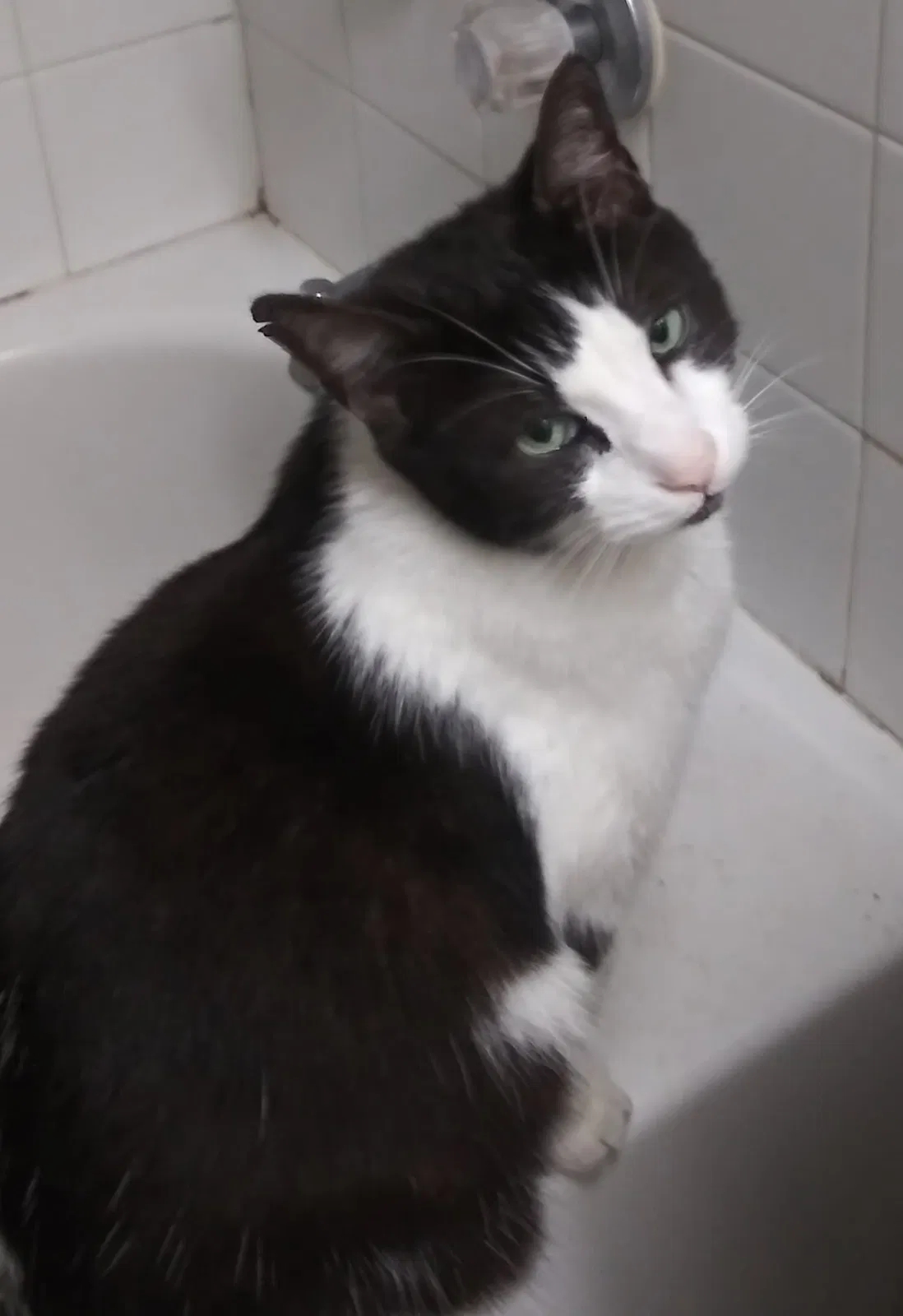 Lost cat in New Port Richey, FL, 34653