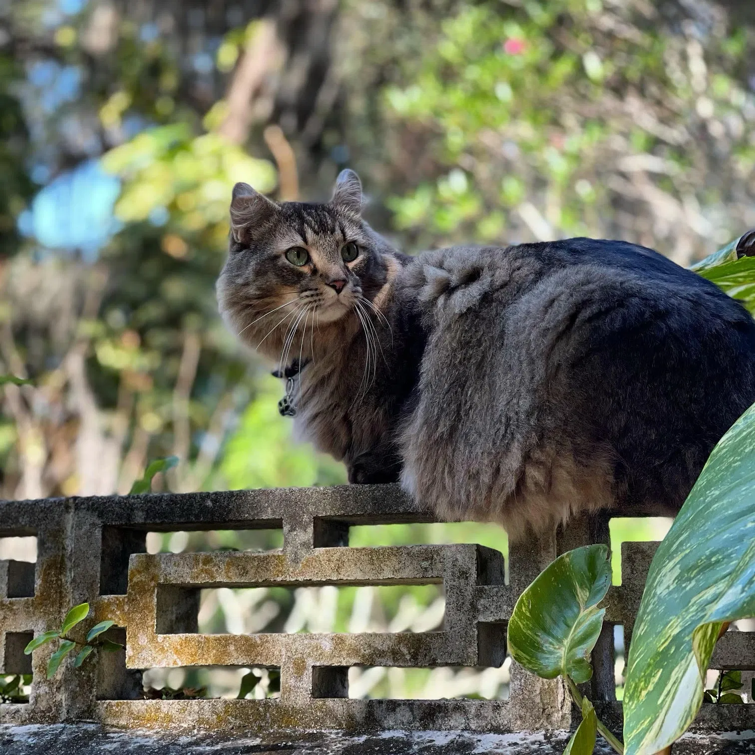 Lost cat in Sanford, FL, 32771