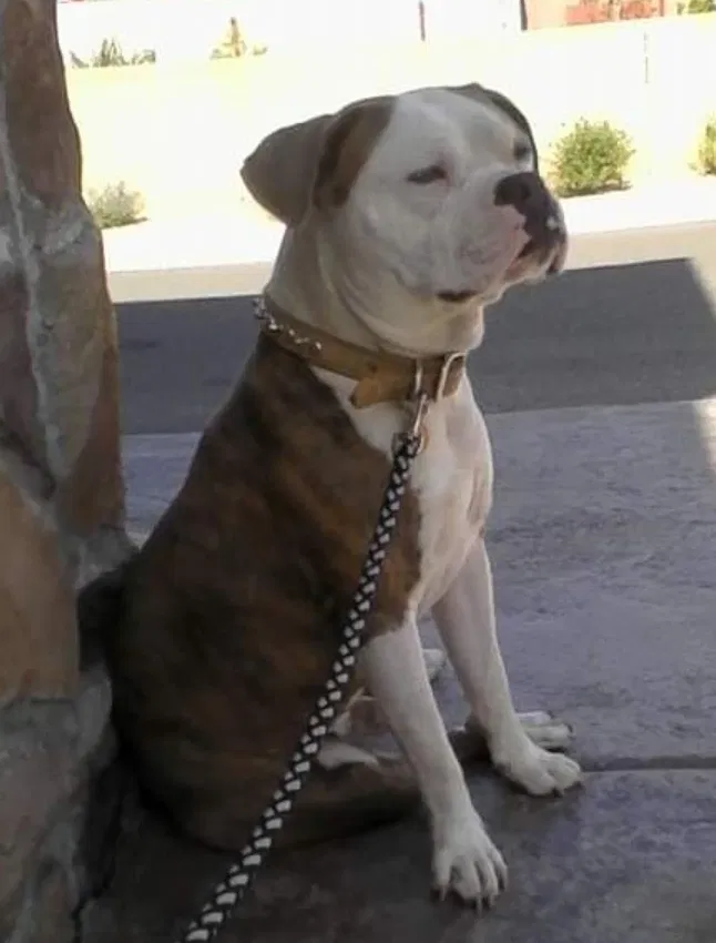 Lost dog in Grants, NM, 87020