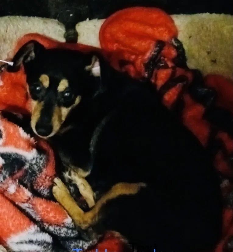 Lost dog in Dallas, TX, 75211