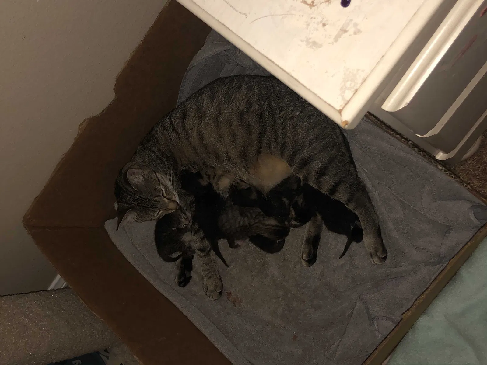 Lost cat in Temecula, CA, 92592