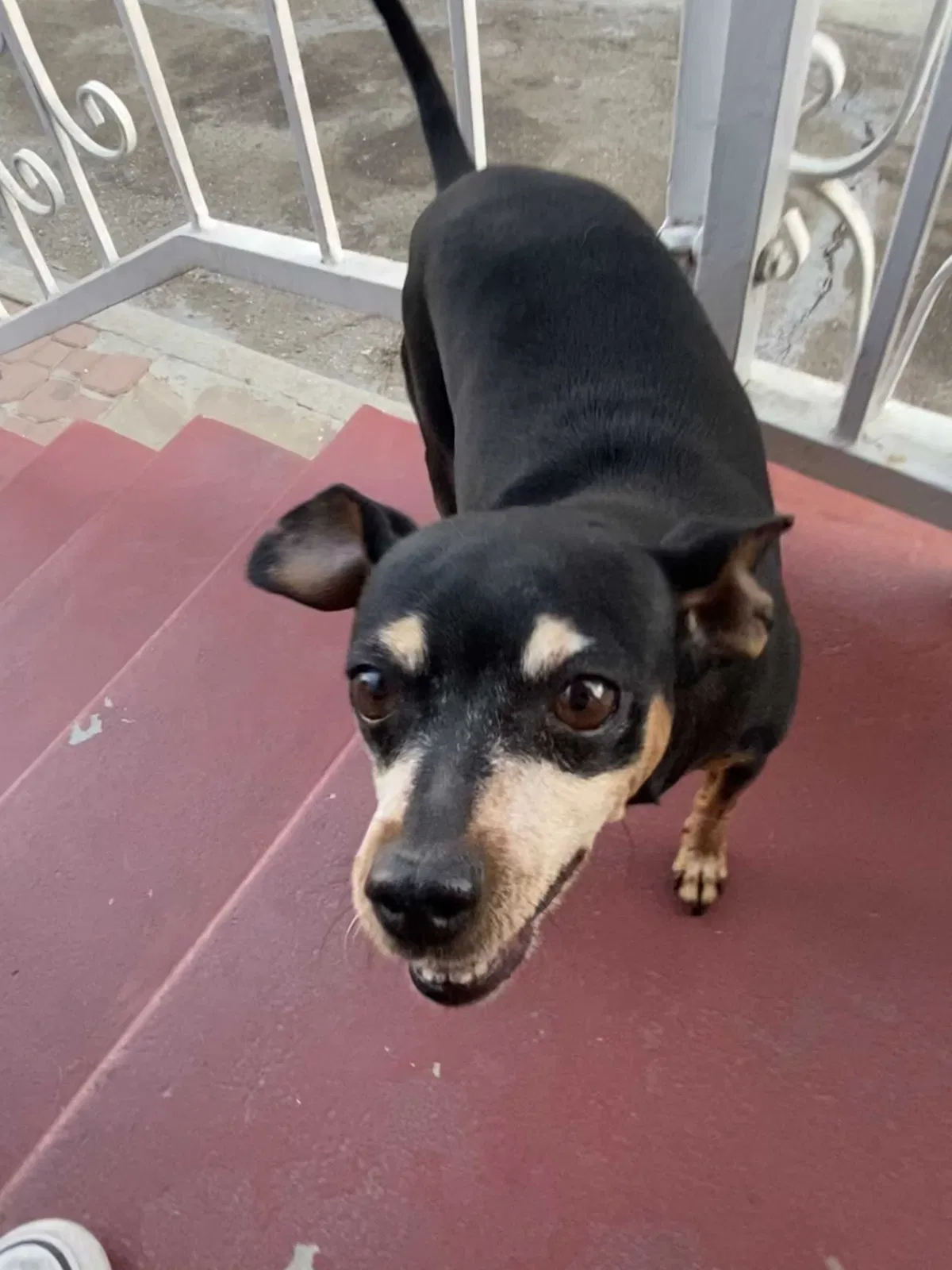 Lost dog in Los Angeles, CA, 90001