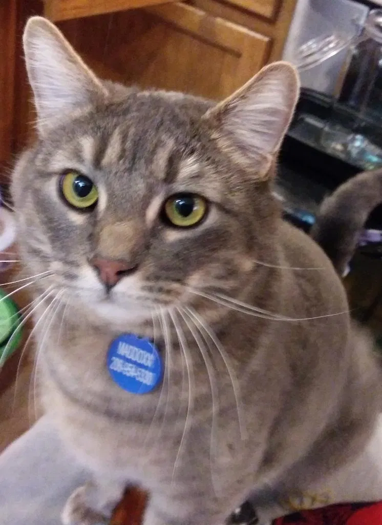 Lost cat in Edmonds, WA, 98020