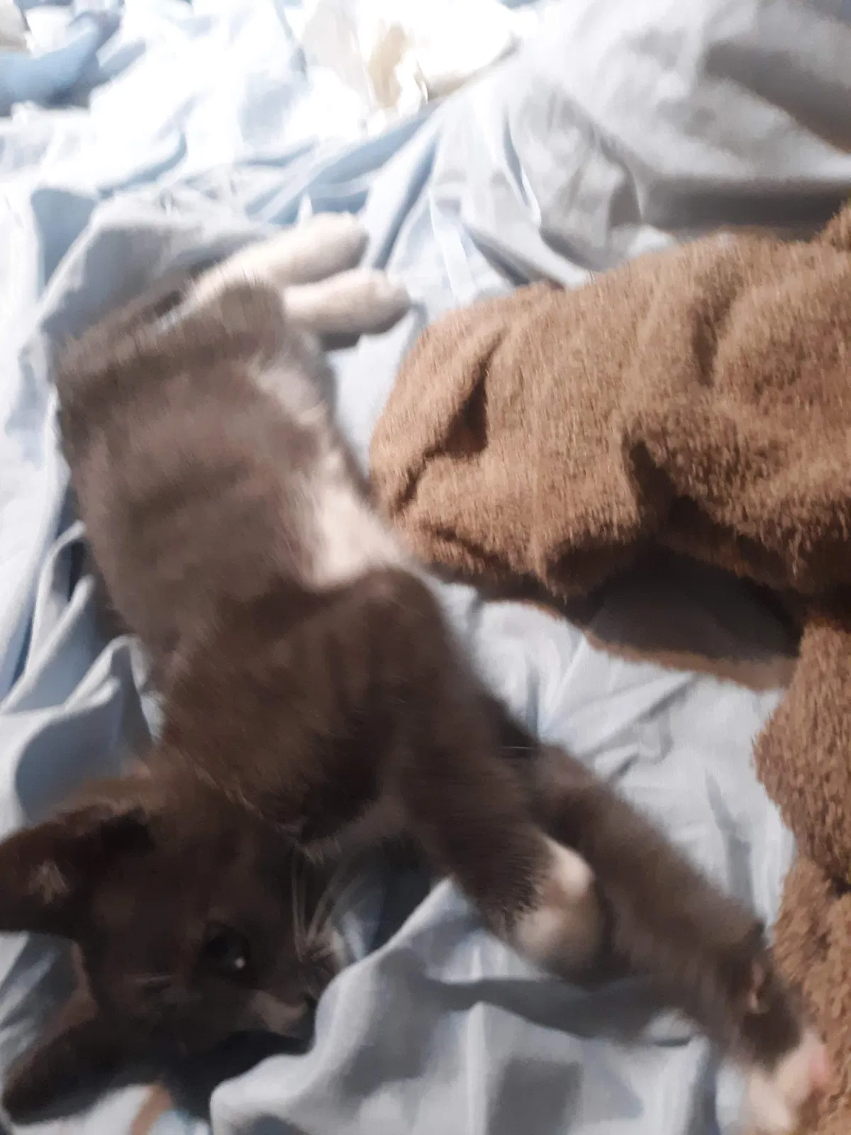 Lost cat in Unknown, FL, 0