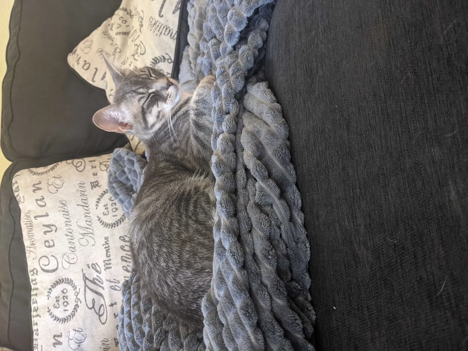 Lost cat in Buda, TX, 78610