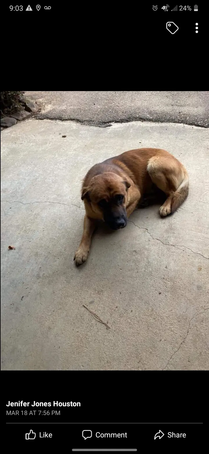 Lost dog in Holcomb, MS, 38940