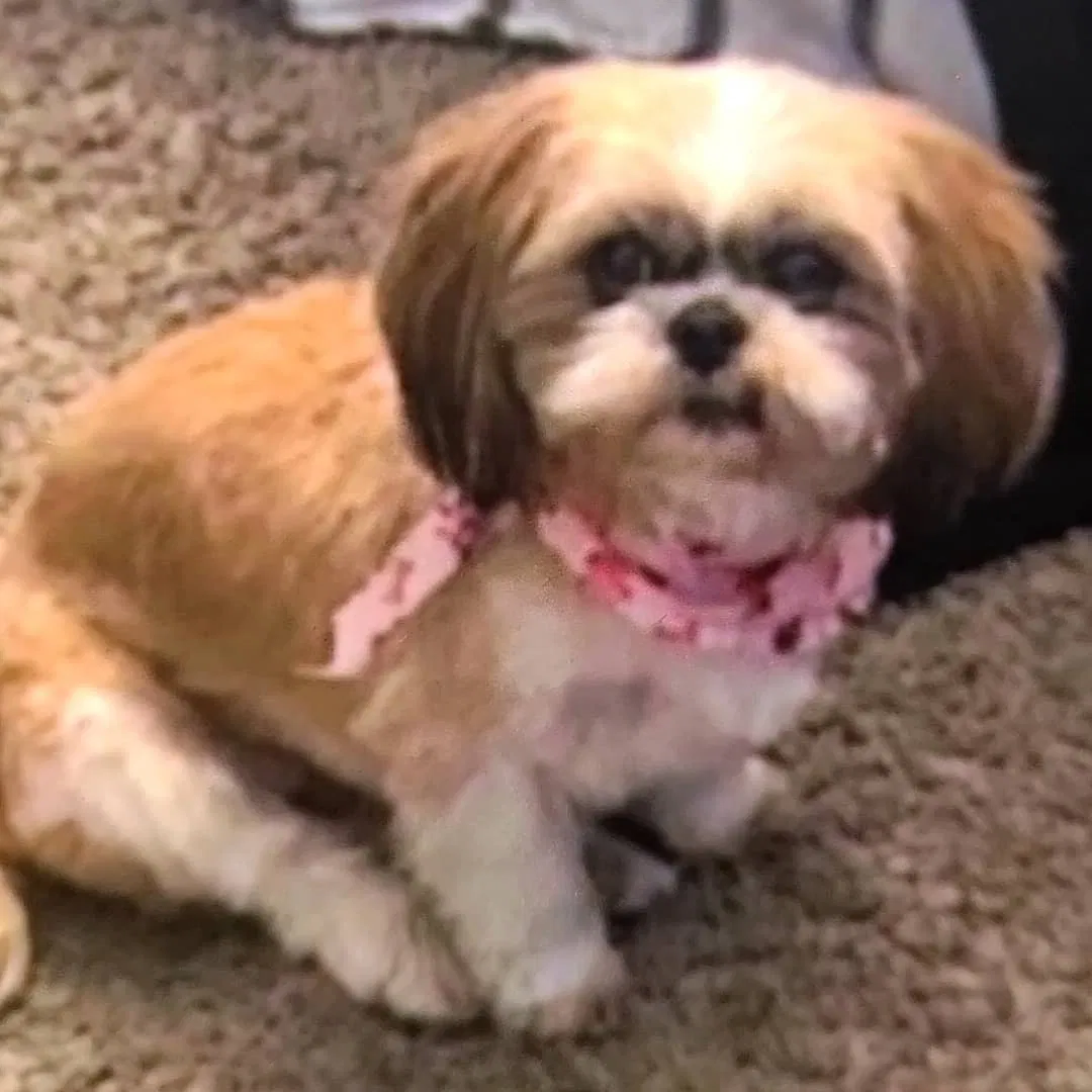 Lost dog in Azusa, CA, 91702