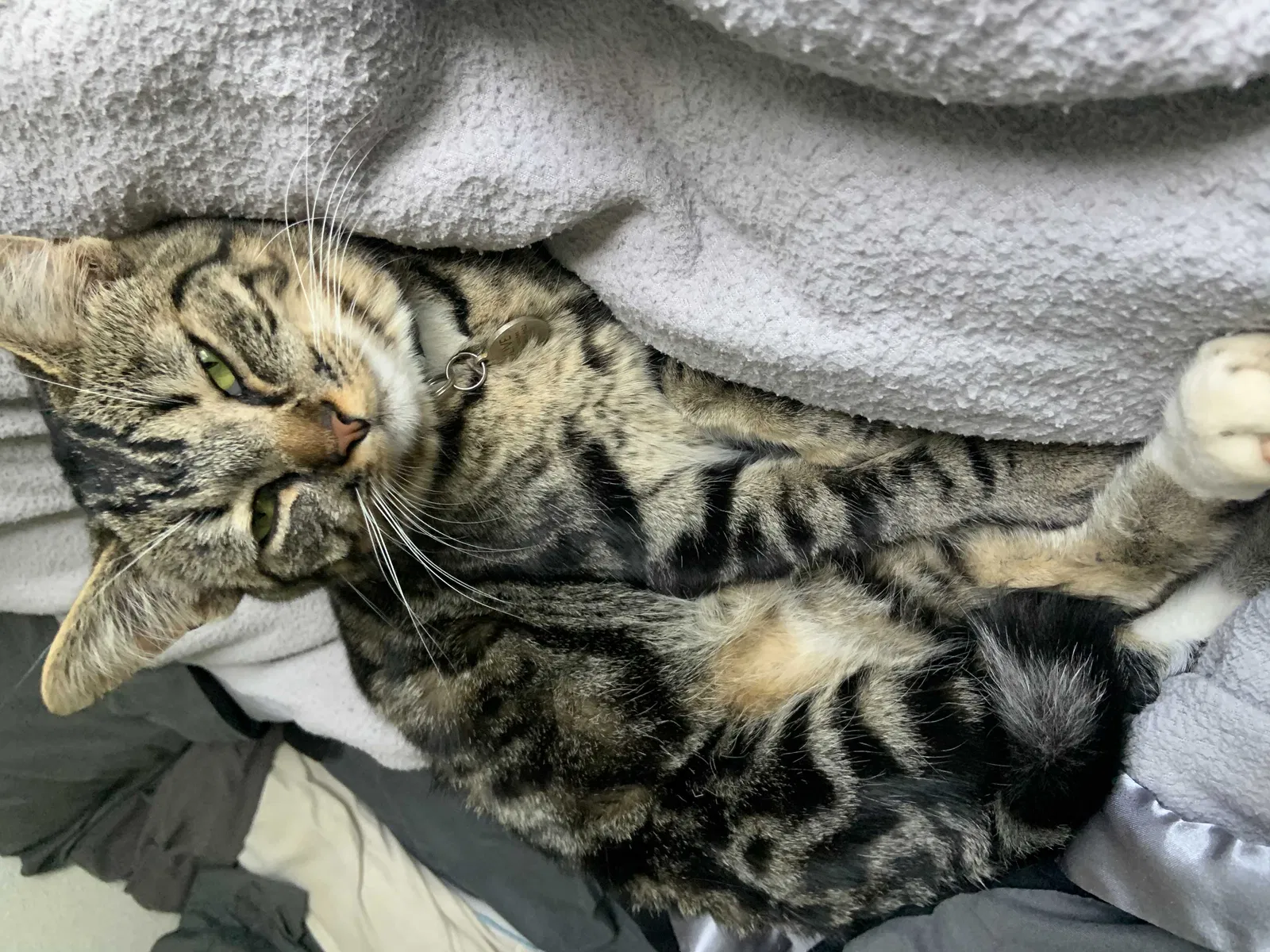 Lost cat in Oxnard, CA, 93035