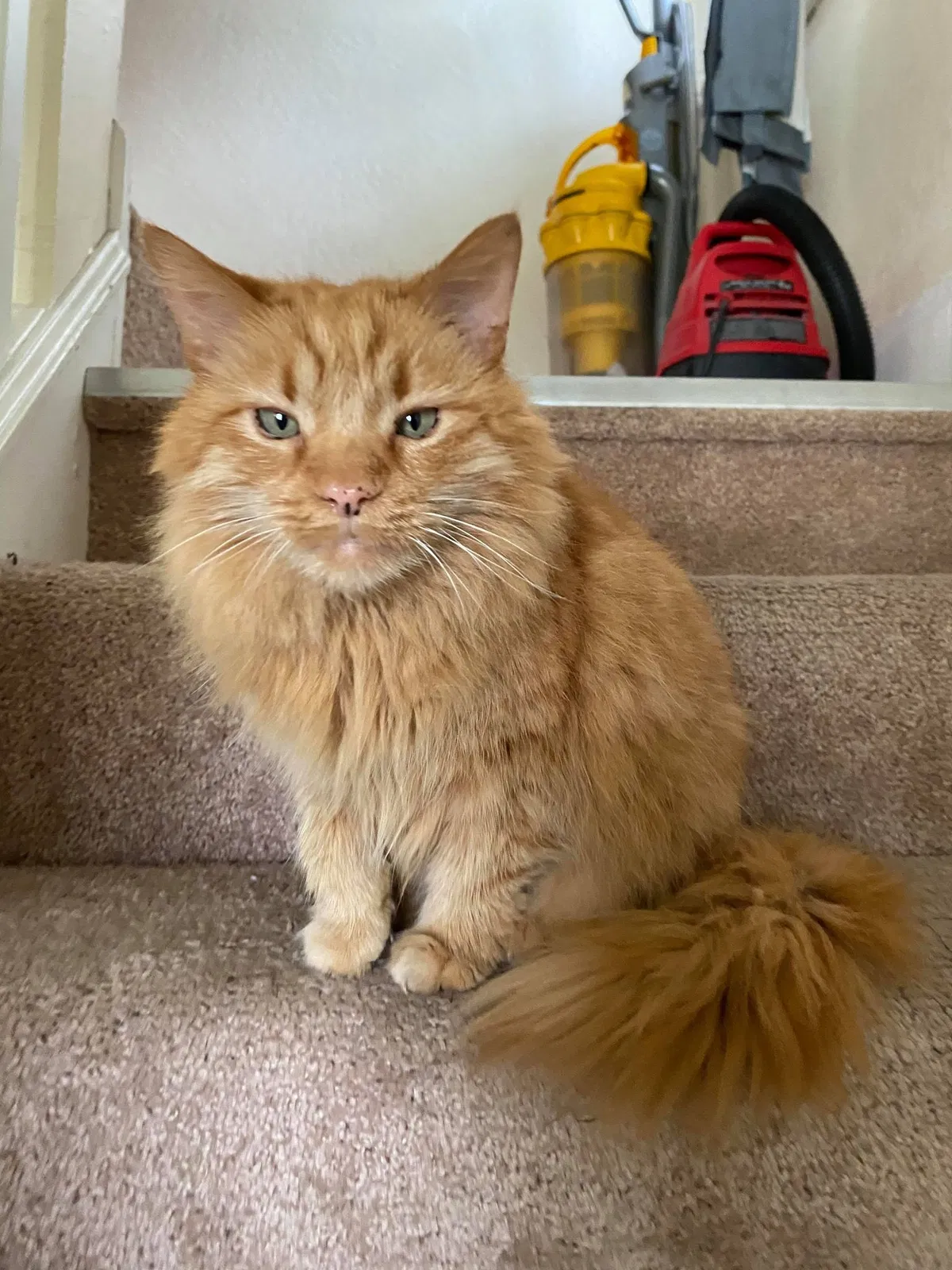 Lost cat in Pittsburgh, PA, 15210