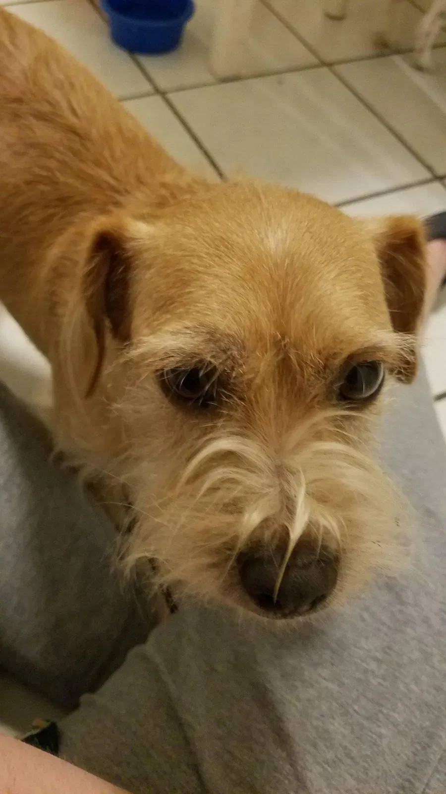 Lost dog in Haleyville, AL, 35565