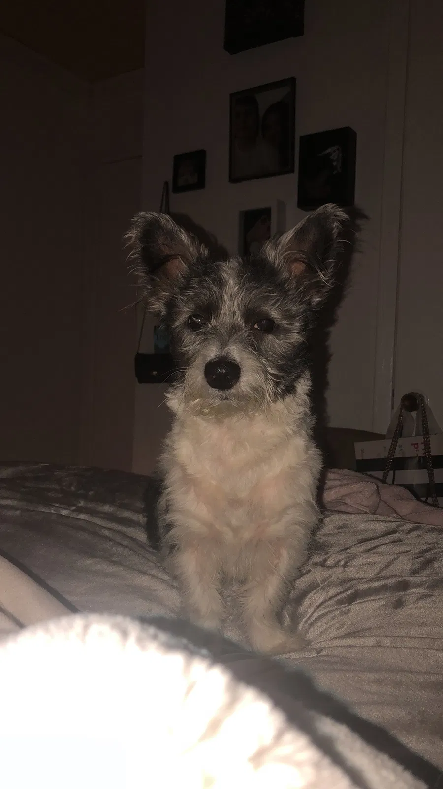 Lost dog in Houston, TX, 77040