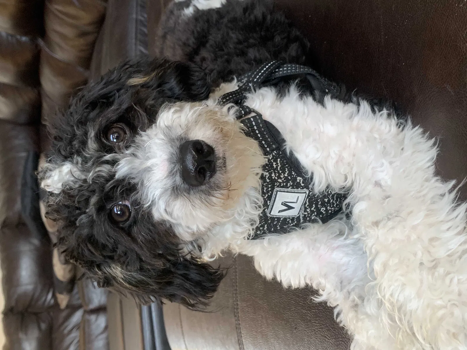 Lost dog in Lake Geneva, WI, 53147