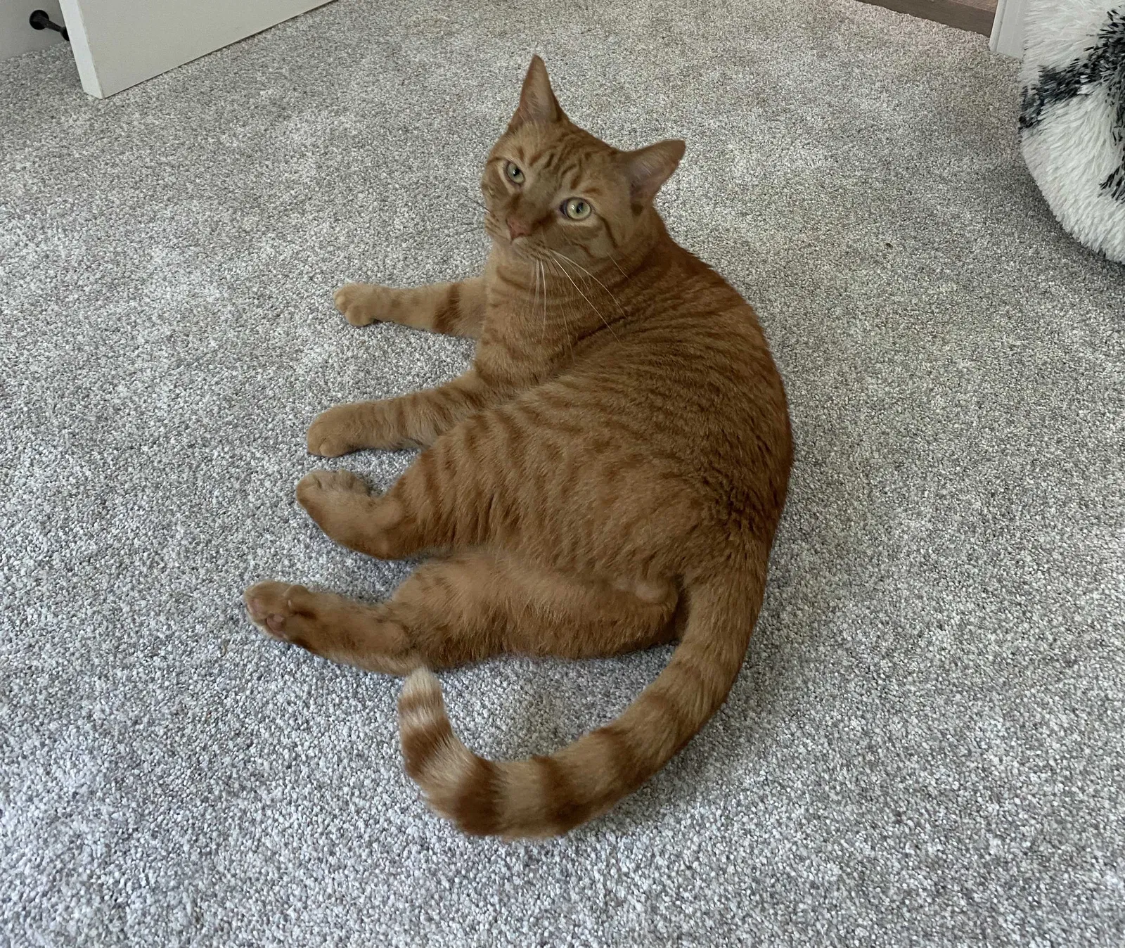 Lost cat in Durham, NC, 27704