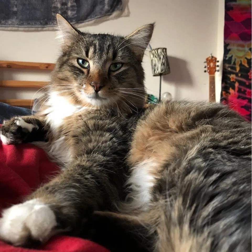Lost cat in Portland, OR, 97206