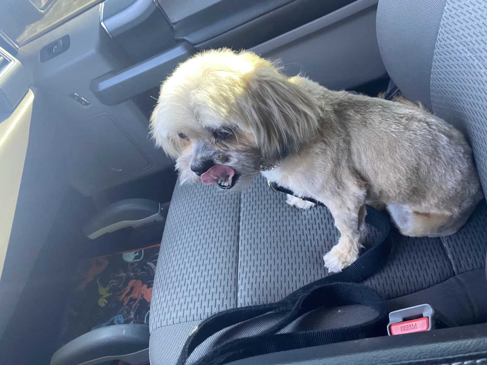 Lost dog in Socorro, NM, 87801